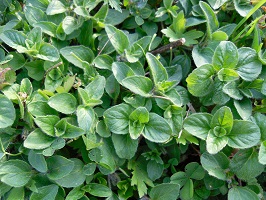 origan