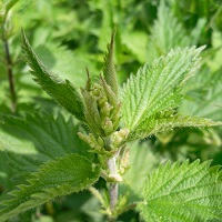 ortie en fleurs
