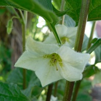 physalis alkekenge amour en cage