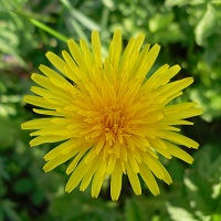 pissenlit fleur