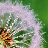 pissenlit graines