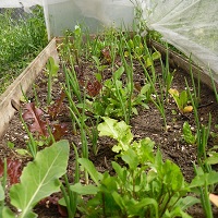 plantations printemps