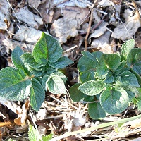pomme de terre pousses
