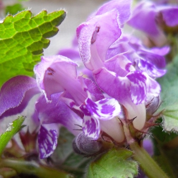 fleurs de lamier pourpre