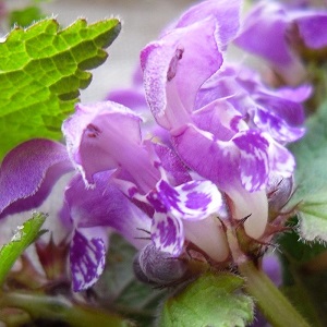 fleurs de lamier pourpre
