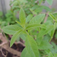 verveine