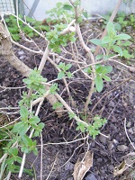 verveine reprise vegetation 200