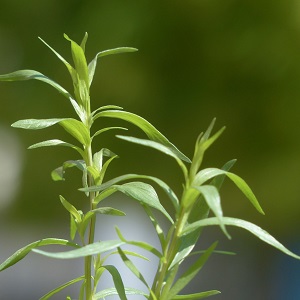 estragon