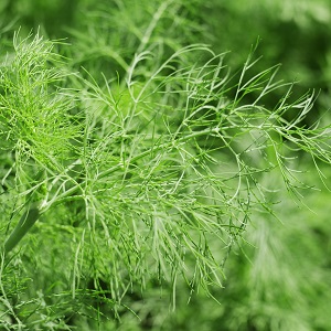 fenouil vivace