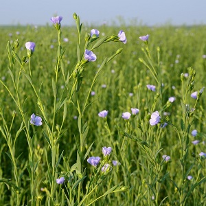 lin cultivé bleu