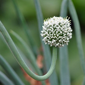 oignon en fleur