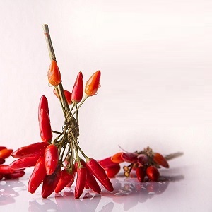fiches techniques de plantes