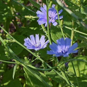 chicorée sauvage