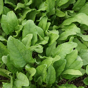 feuilles d'épinard