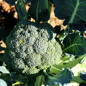 brocoli