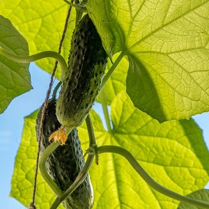 plant de concombre-cornichon