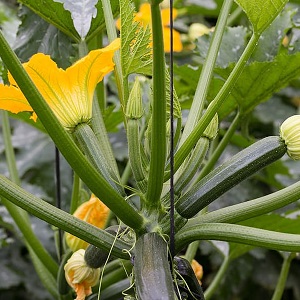 plant de courgette
