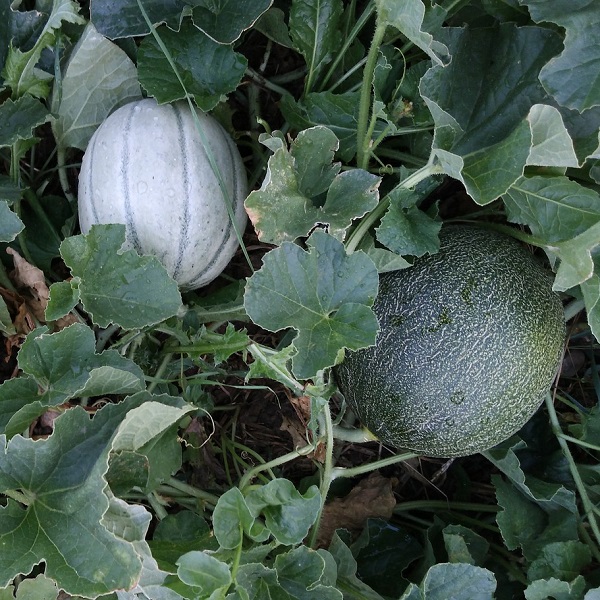 melon