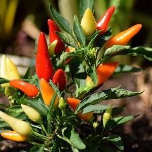 plant de piments
