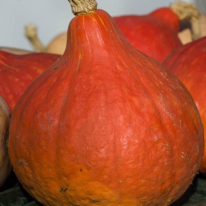 potimaron 