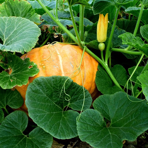 potiron