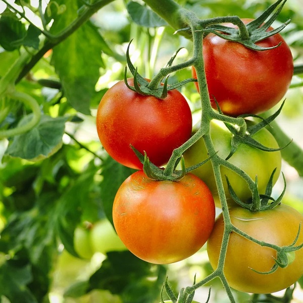 tomate