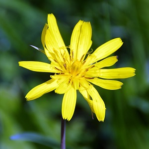 scorsonère