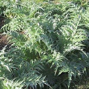 feuilles de cardon