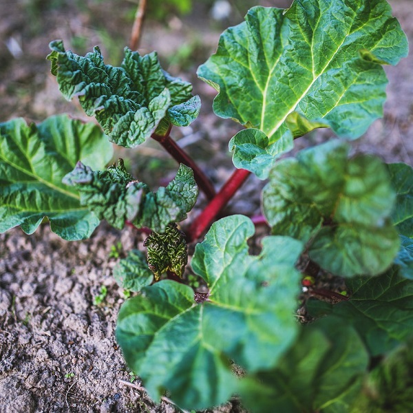 rhubarbe