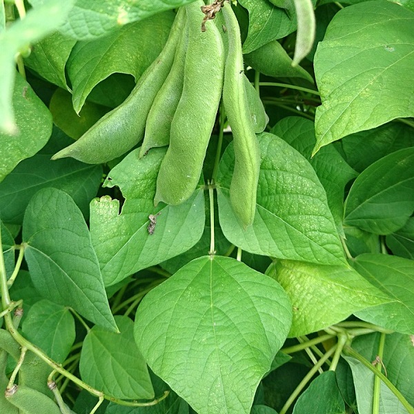 haricots