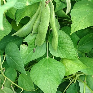 haricots