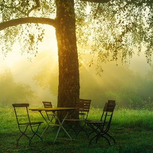 salon de jardin autour d'un arbre au soleil