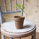 plante dans pot de fleurs sur chaise