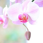 fleurs d'orchidées blanches