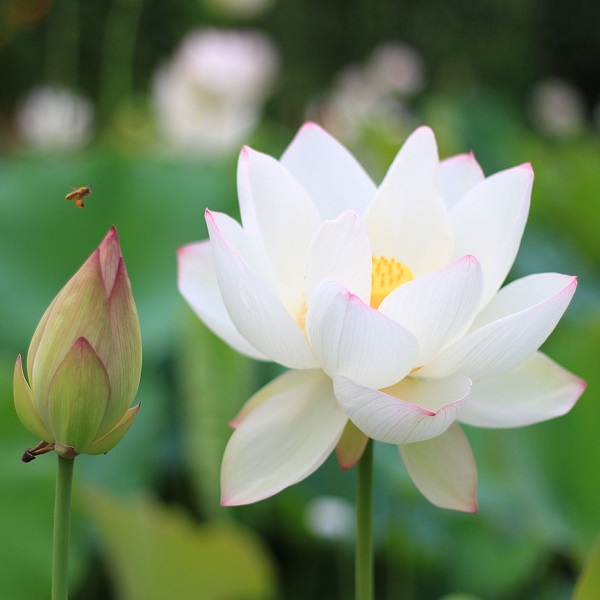 lotus blanc