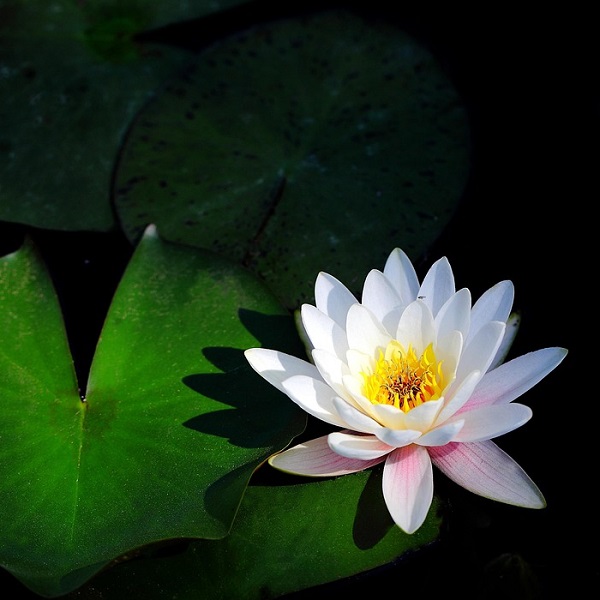 lotus blanc