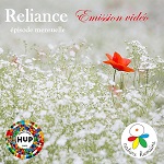 coquelicot dans champ de fleurs blanches