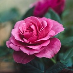 une jolie rose