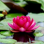 lotus rose