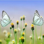 papillon noir et blanc