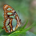 papillon vert et brun