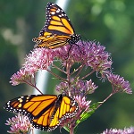 2 papillons orange et brun
