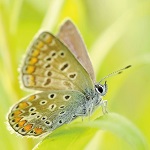 papillon orange et brun à corps bleu