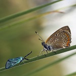 papillon orange et brun et petit papillon bleu