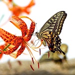papillon noir et blanc sur lys orange