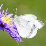 papillon blanc sur fleur bleue