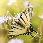 papillon noir et crême
