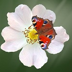 papillon orange sur fleur blanche