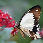papillon marron et blanc