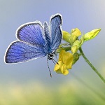 papillon bleu sur fleur jaune